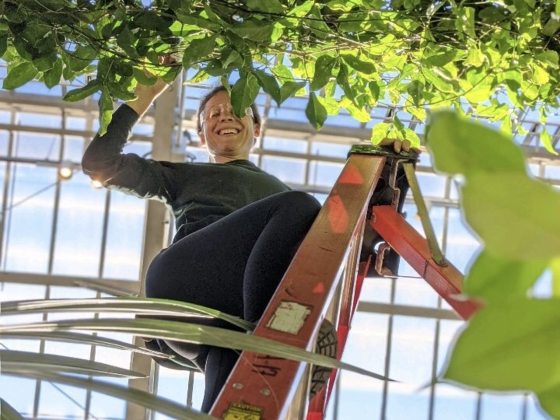 a person on a ladder looking down